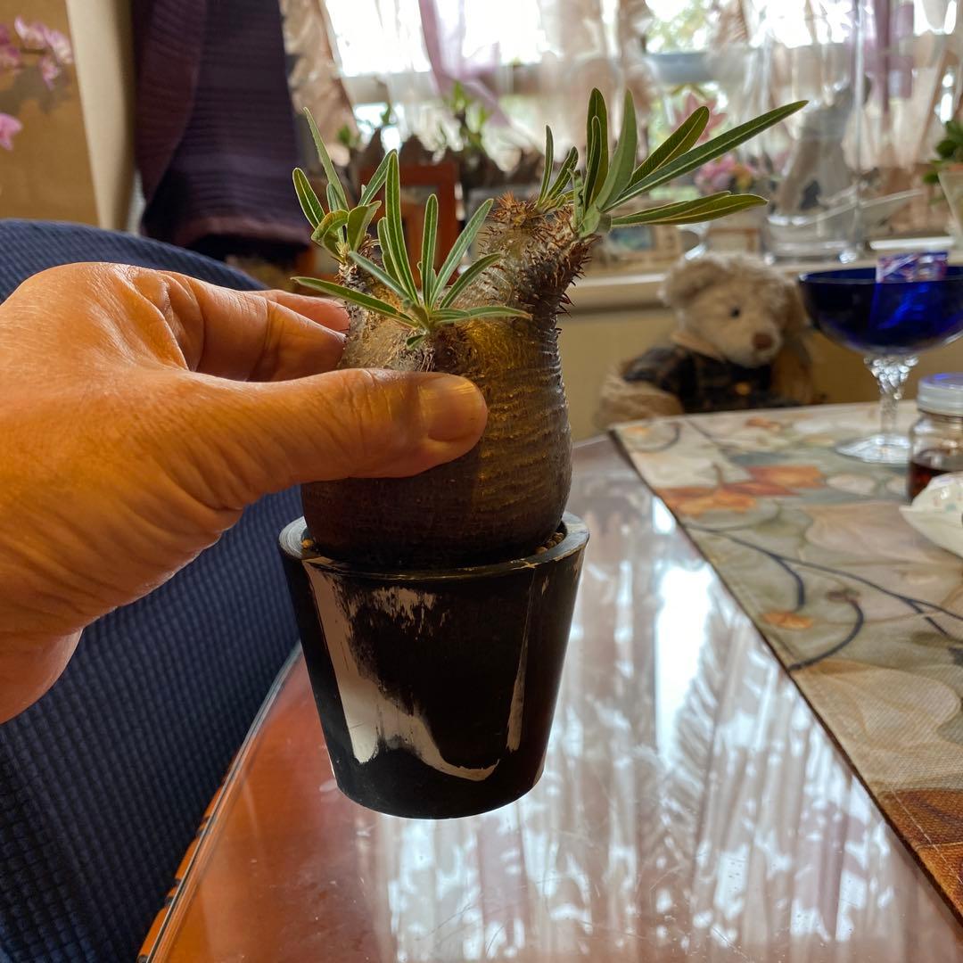 グラキリス訳あり現地球