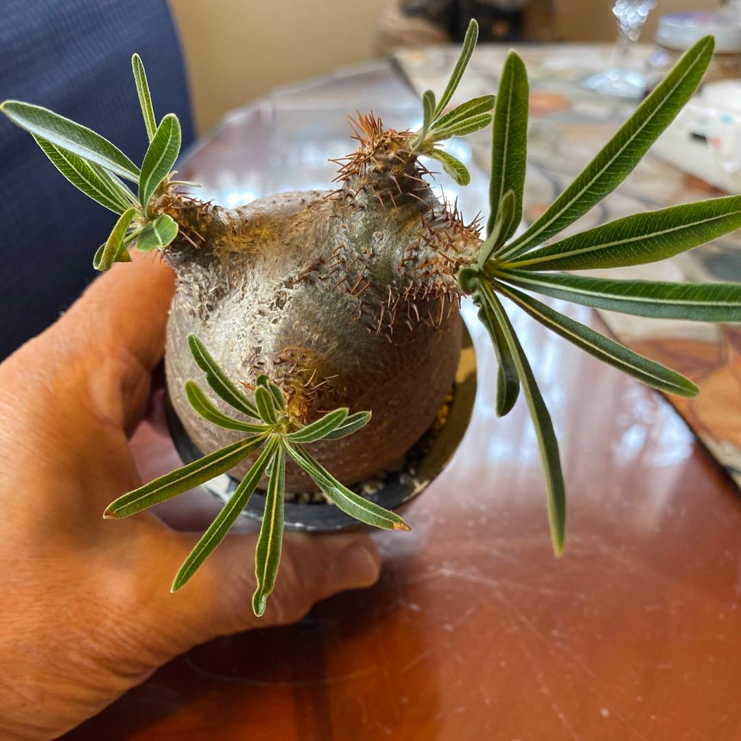 グラキリス訳あり現地球