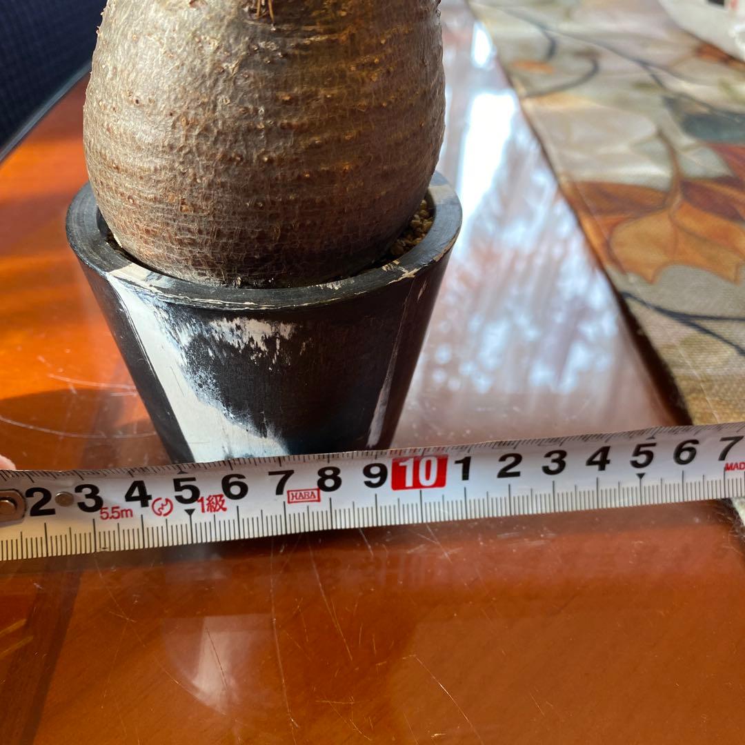 グラキリス訳あり現地球