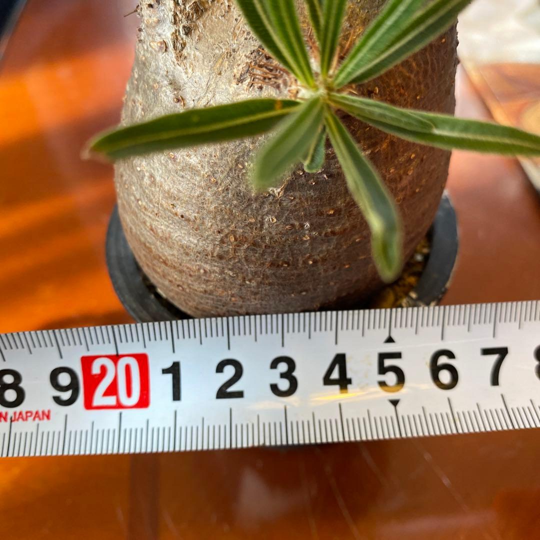 グラキリス訳あり現地球