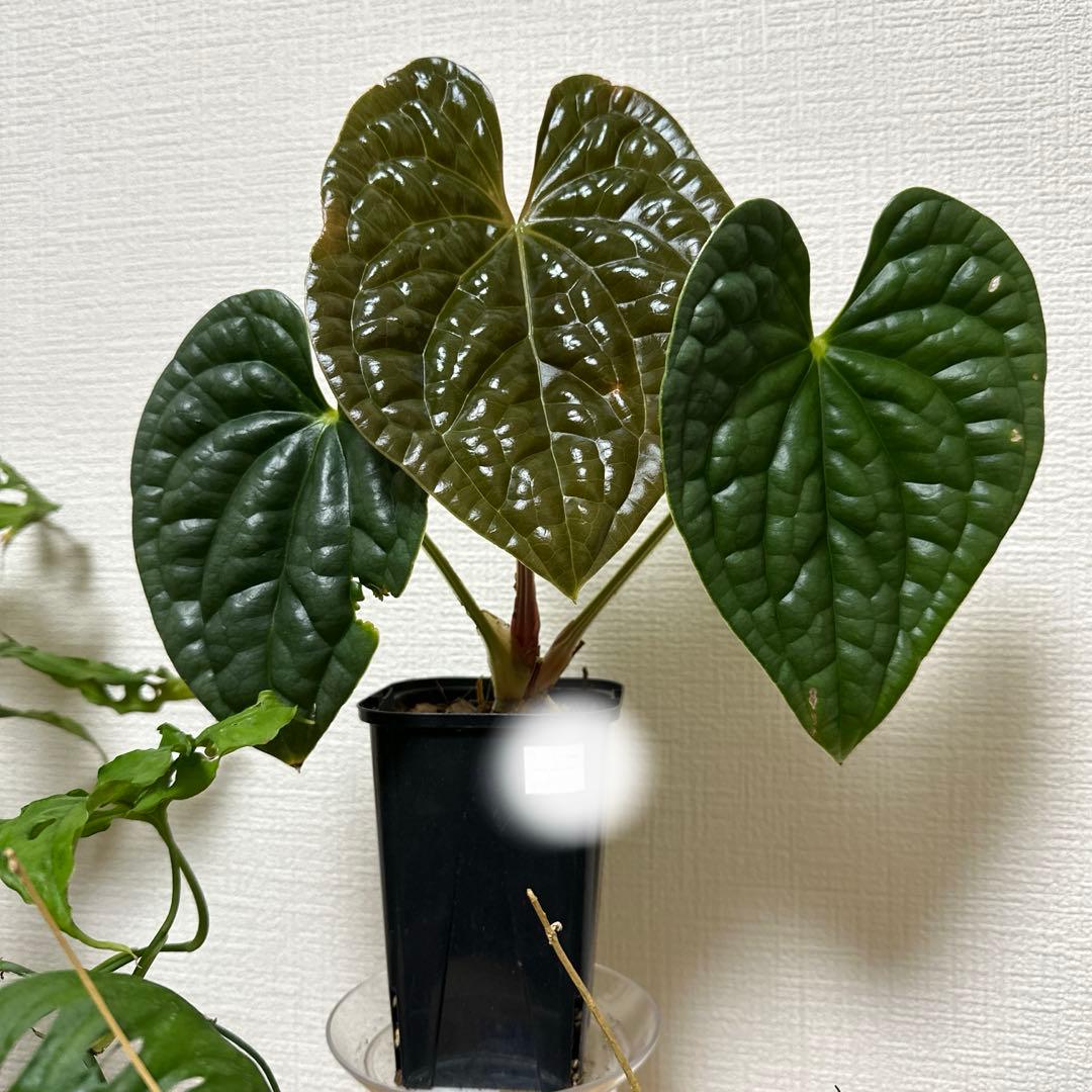 アンスリウム・ルクスリアンス