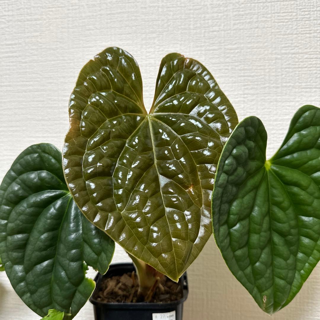 アンスリウム・ルクスリアンス