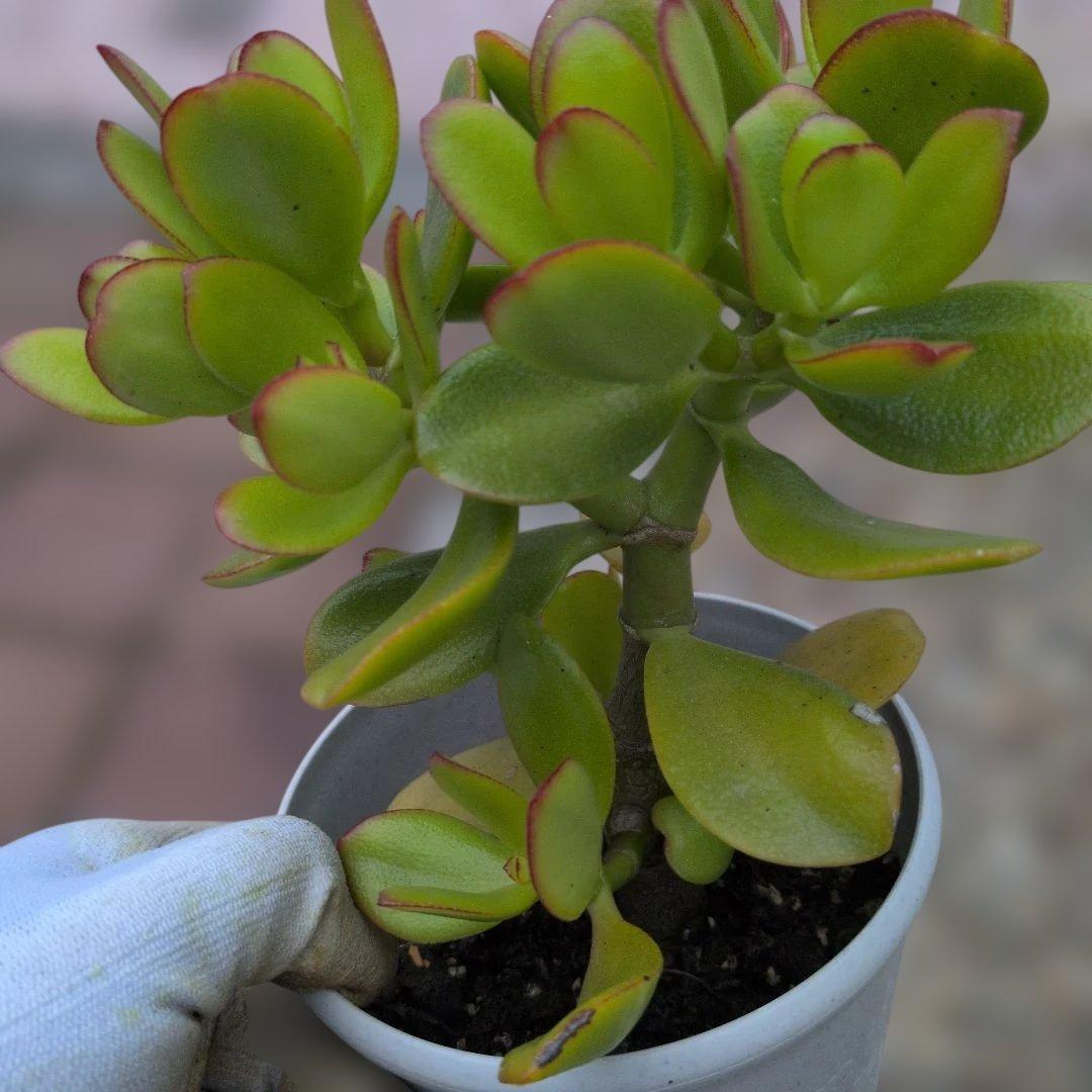 金のなる木　　抜き苗