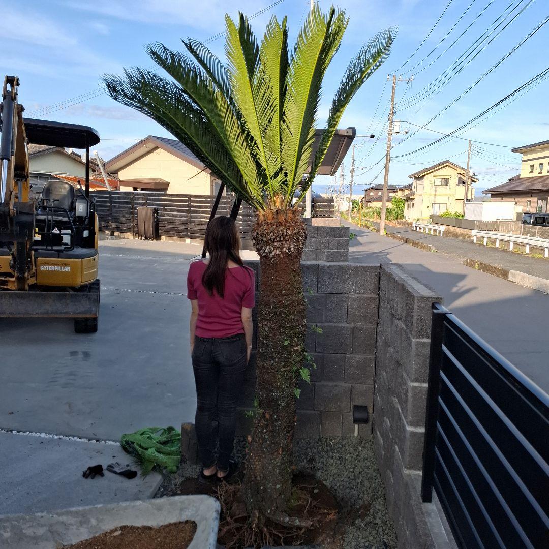 ラブリン　ソテツ