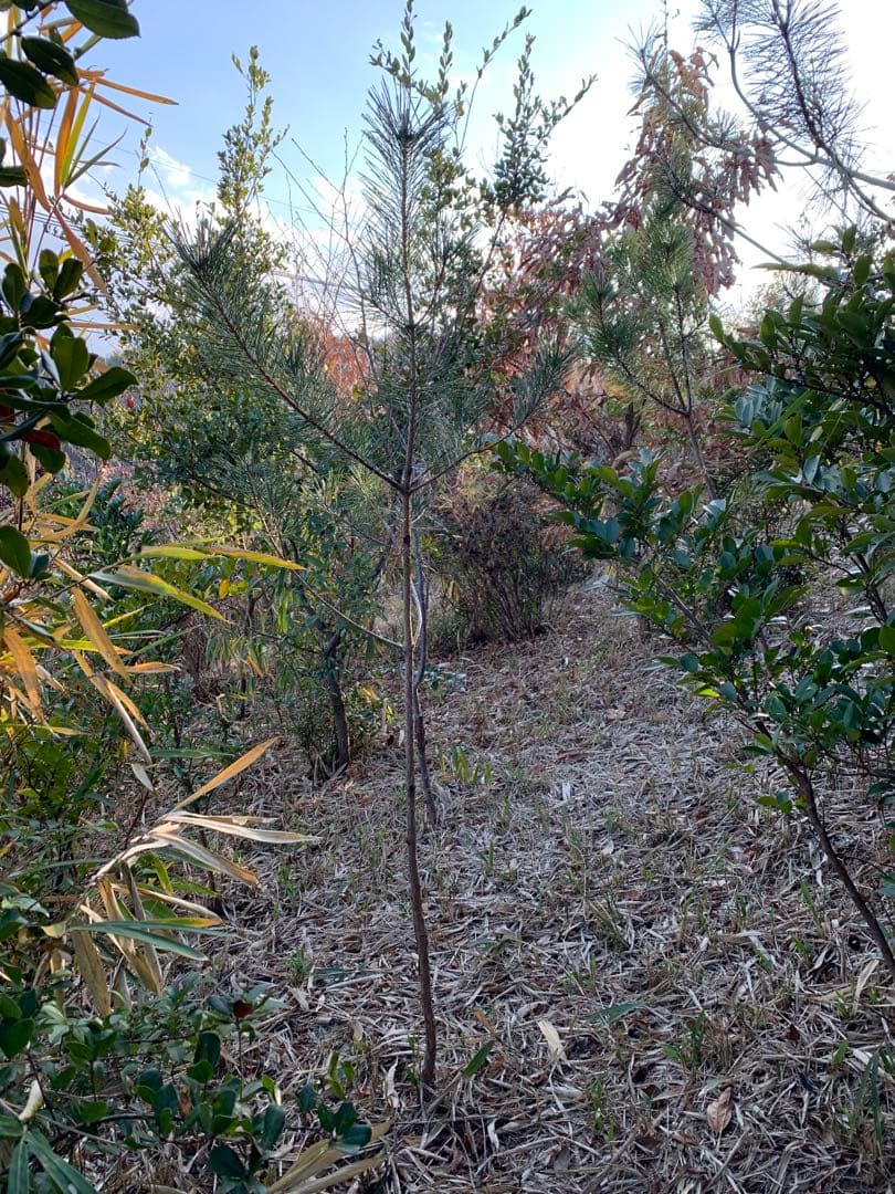 現品　アカマツ　赤松　自然樹形　1.7mほど　山採り　特大苗