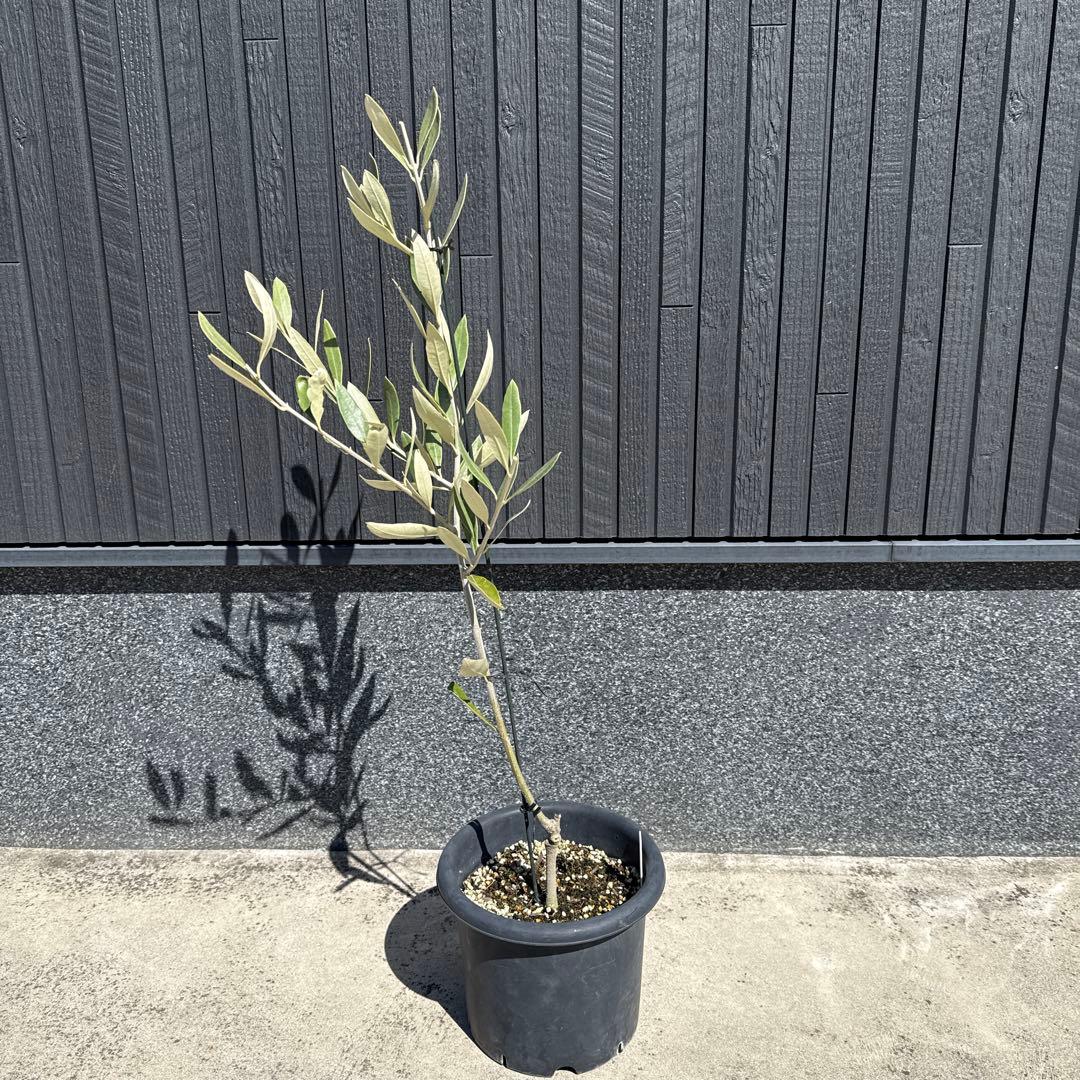 【極上品】カラマタ　オリーブの木　希少　オリーブ
