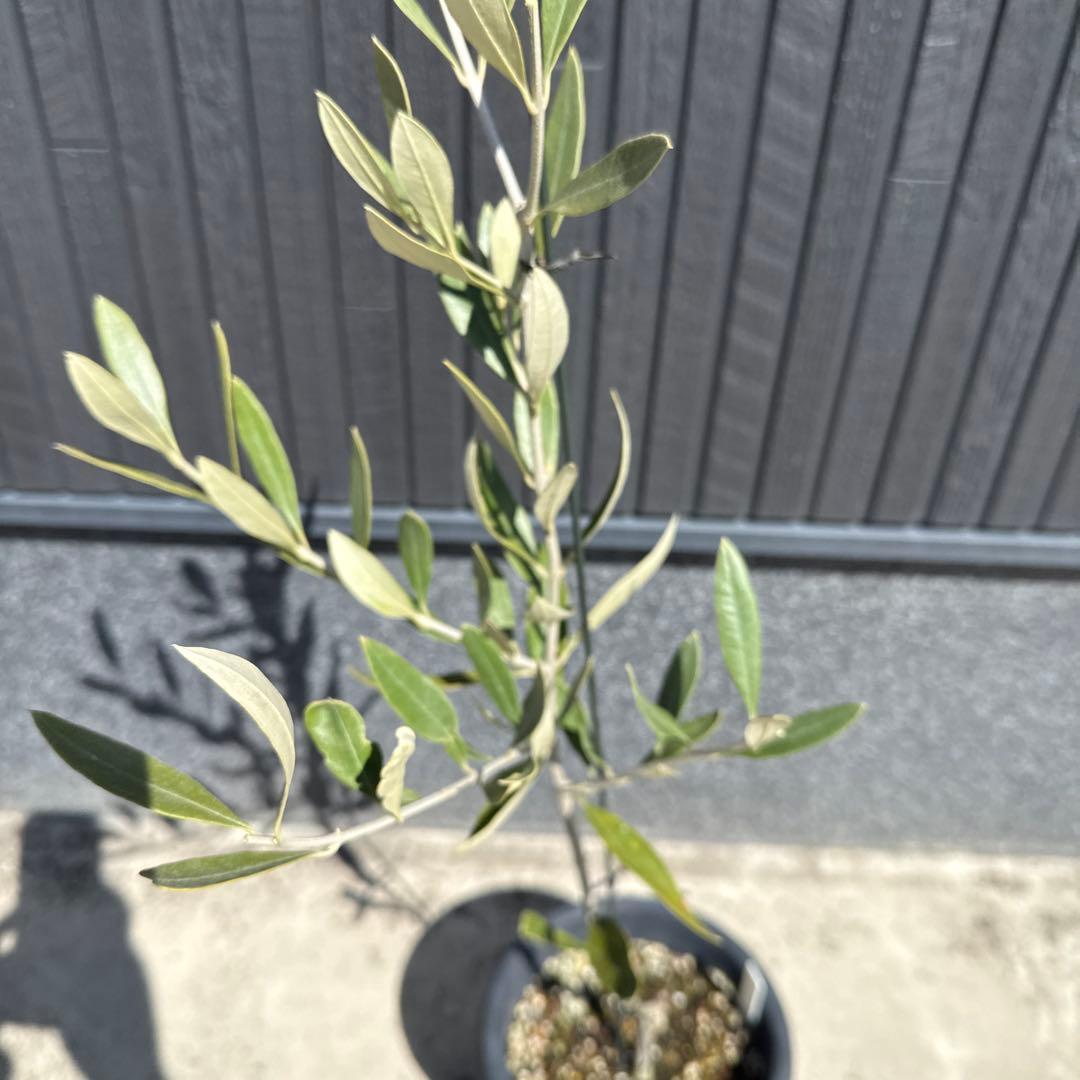 【極上品】カラマタ　オリーブの木　希少　オリーブ