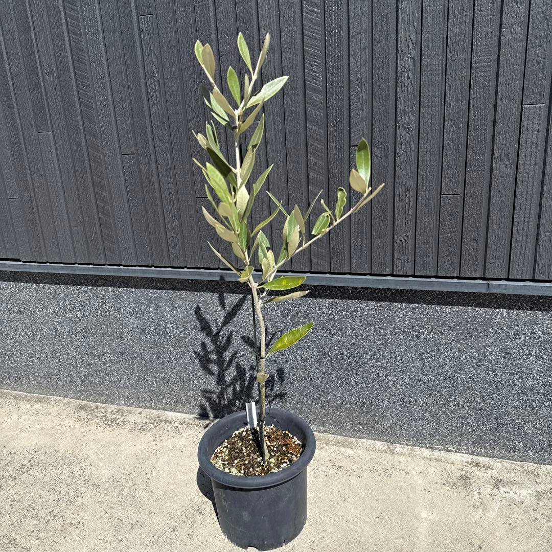 【極上品】カラマタ　オリーブの木　希少　オリーブ