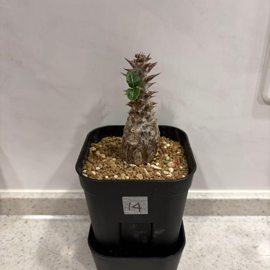 14 パキポディウム ウィンゾリー 実生 国内繁殖個体