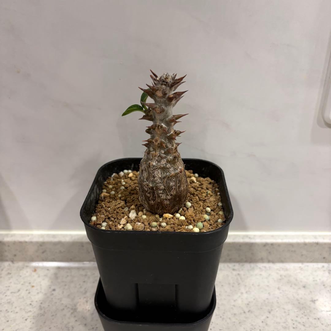 14 パキポディウム ウィンゾリー 実生 国内繁殖個体