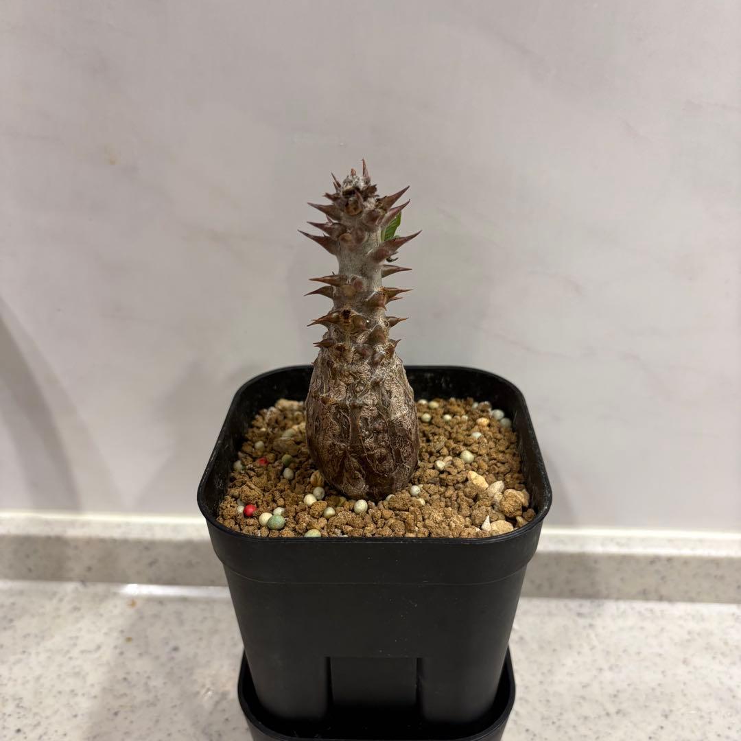 14 パキポディウム ウィンゾリー 実生 国内繁殖個体