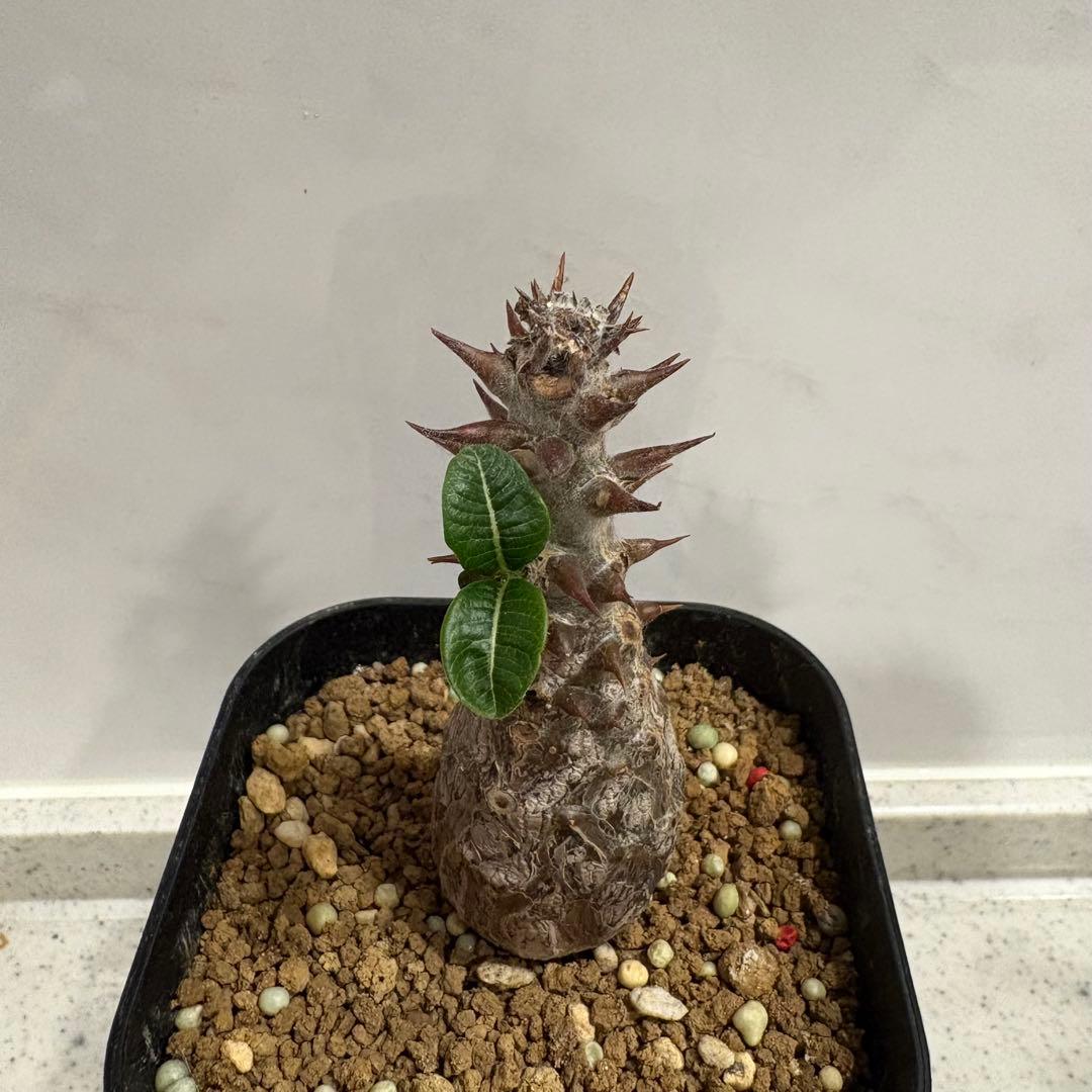 14 パキポディウム ウィンゾリー 実生 国内繁殖個体