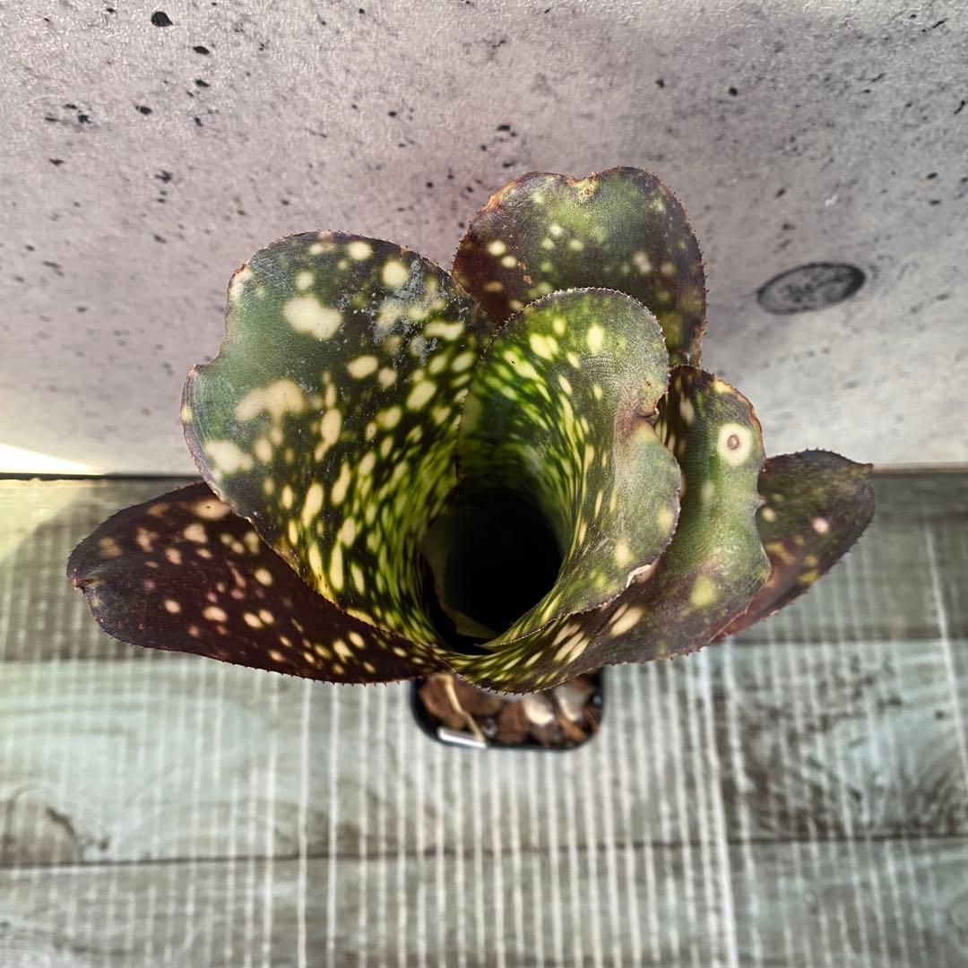 タンクブロメリア　ビルベルギア『El Zorro』