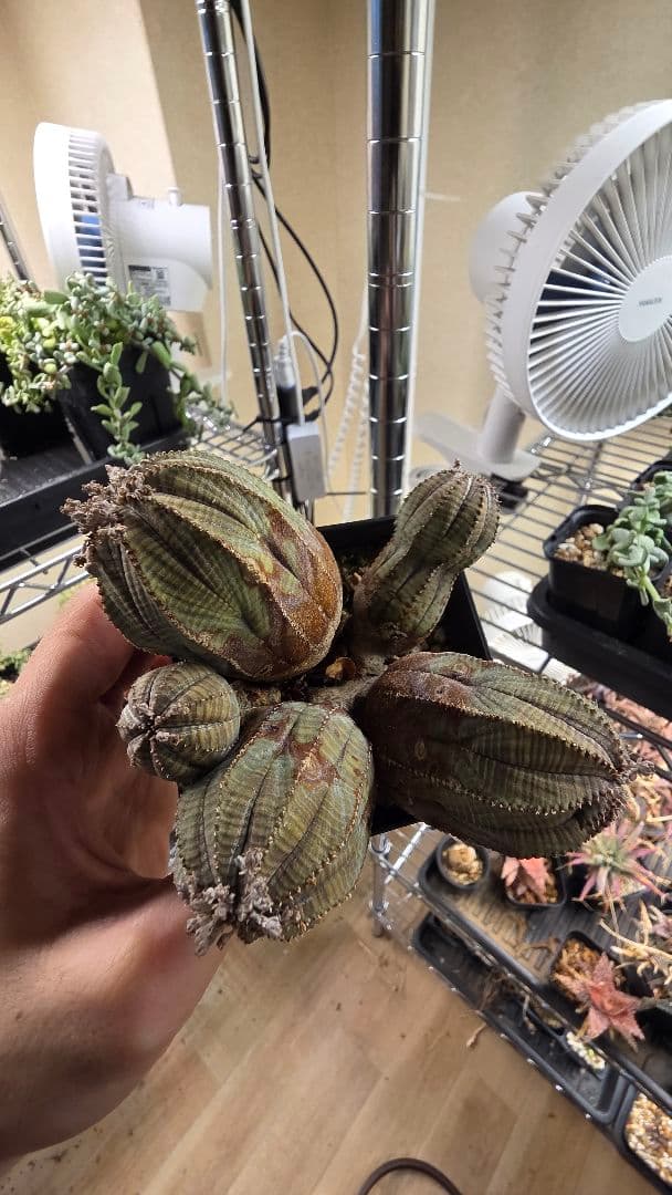 【輸入株　発根済み】ユーフォルビア　オベサ　カエスピトーサ