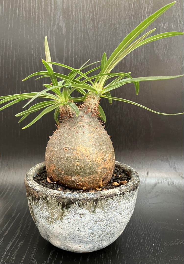 ぽってり現地球　塊根植物　パキポディウム　グラキリス　手乗り　短枝　抜き苗