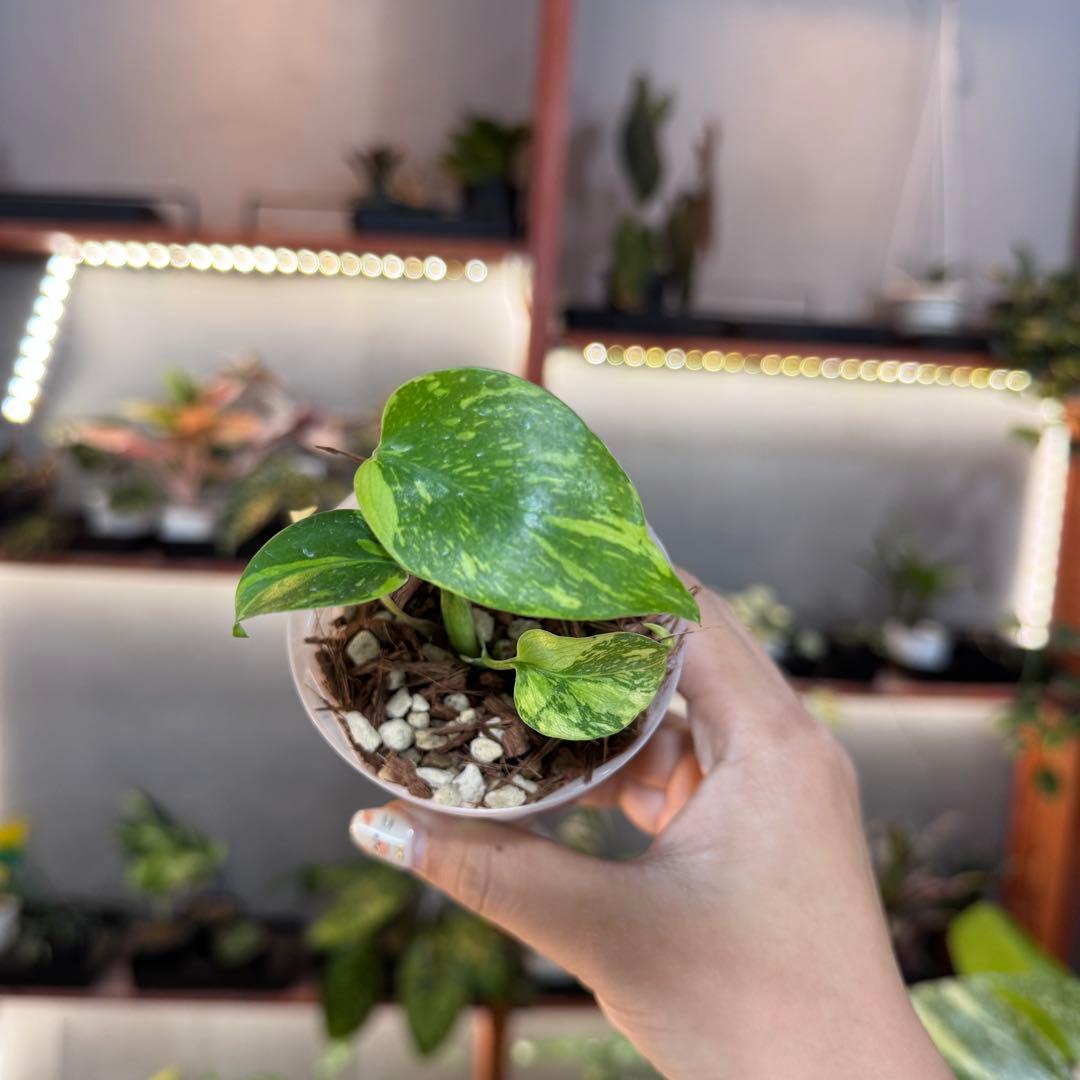 k*o様 14 モンステラ　デリシオーサ　エレクトロライトキング　TC苗　元気い