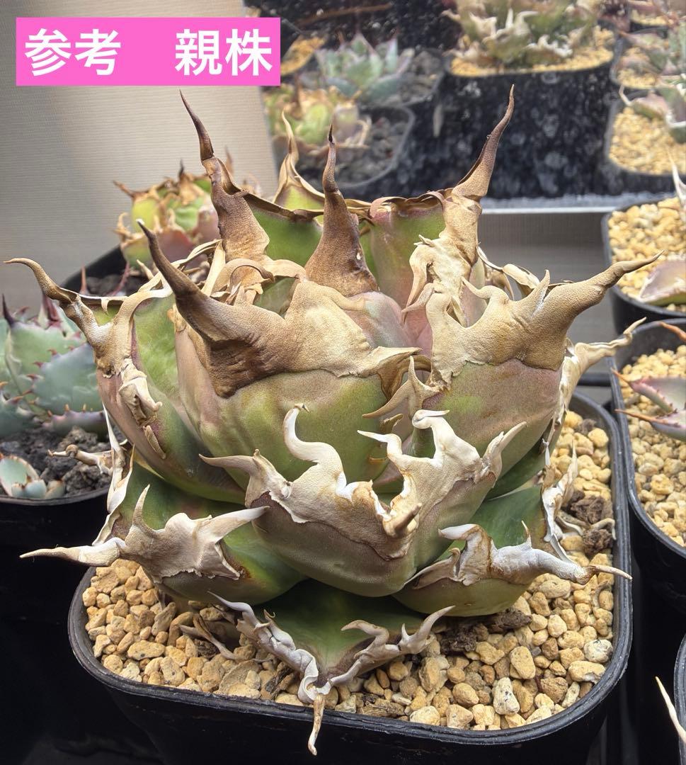 アガベ コンパクト　ノーネーム　子株