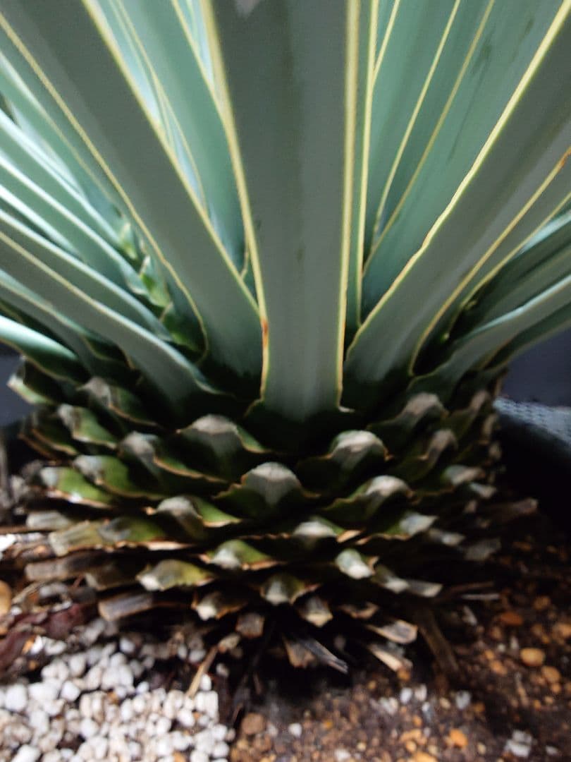 kenkou様　ユッカ