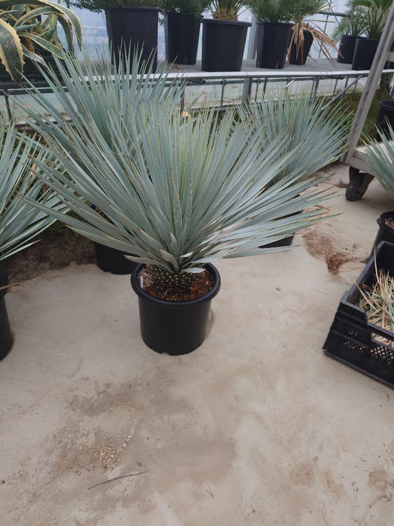 kenkou様　ユッカ