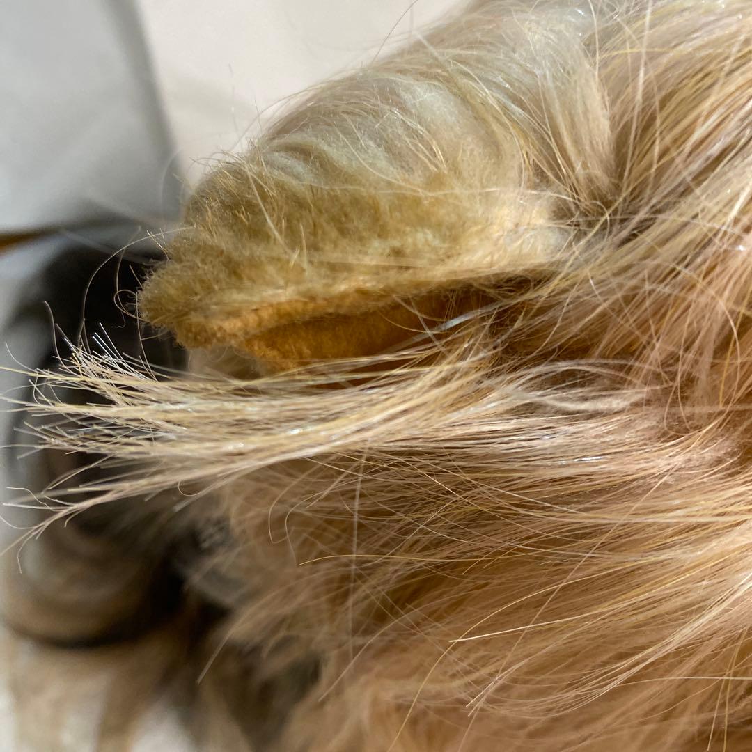 フォンテーヌ　ドレッシーペット　ヨークシャテリア