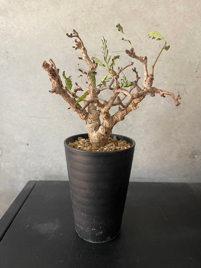 センナメリディオナリス実生　発根済