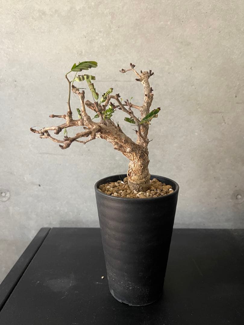 センナメリディオナリス実生　発根済