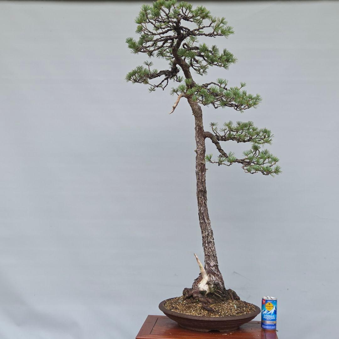 五葉松　[文人風]　大品盆栽