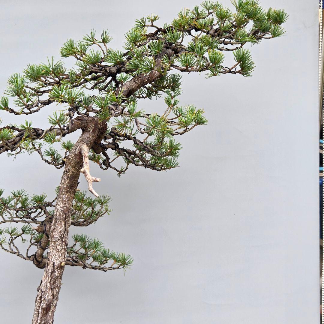 五葉松　[文人風]　大品盆栽