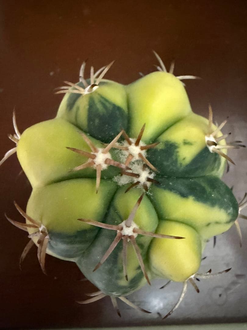 国内実生苗　接おろしエキノカクタス尖紅丸錦◇太平丸　多肉サボテン斑入りハオルチア