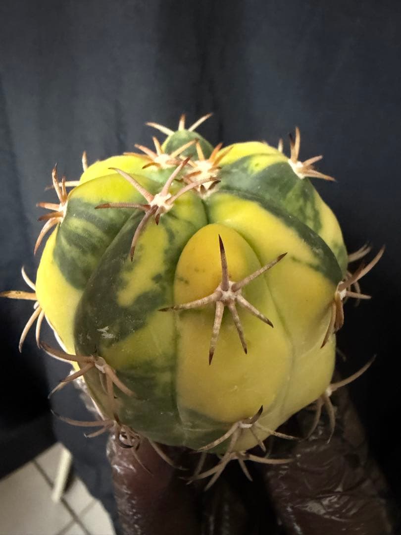 国内実生苗　接おろしエキノカクタス尖紅丸錦◇太平丸　多肉サボテン斑入りハオルチア