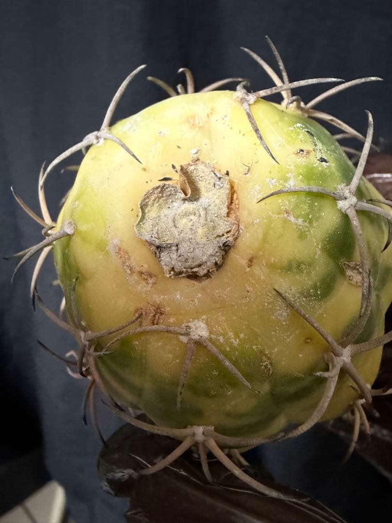 国内実生苗　接おろしエキノカクタス尖紅丸錦◇太平丸　多肉サボテン斑入りハオルチア