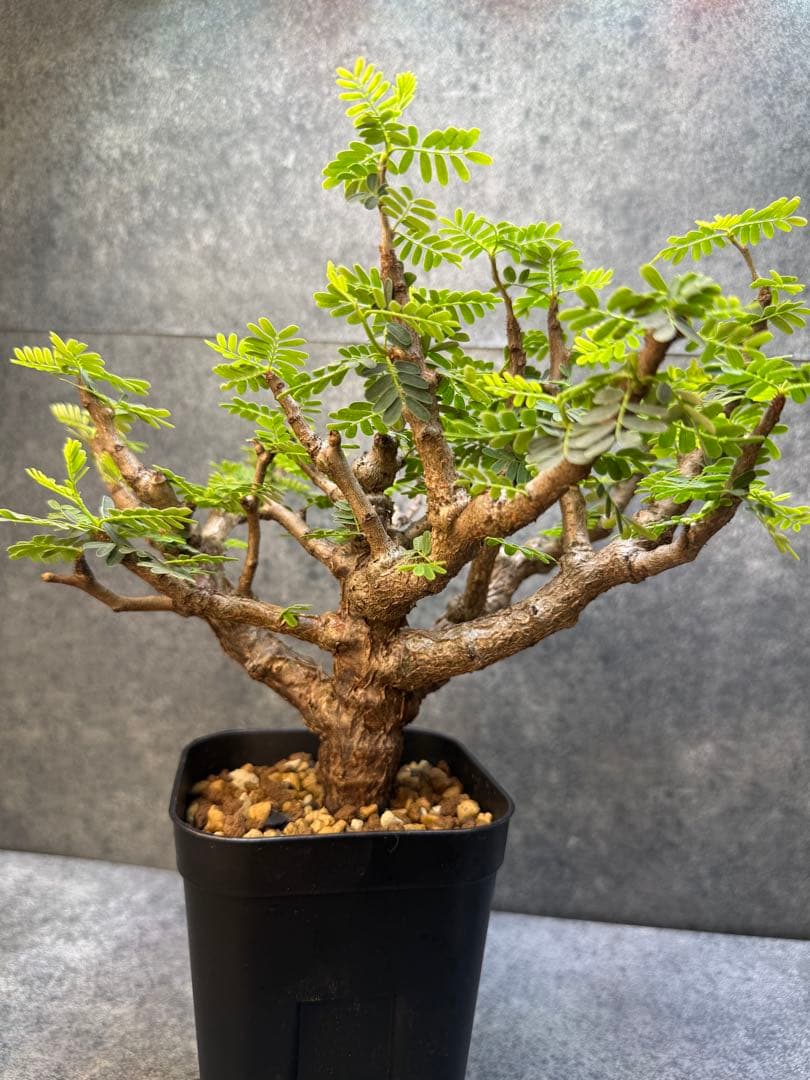 センナ　メリディオナリス　海外実生　発根済み　356