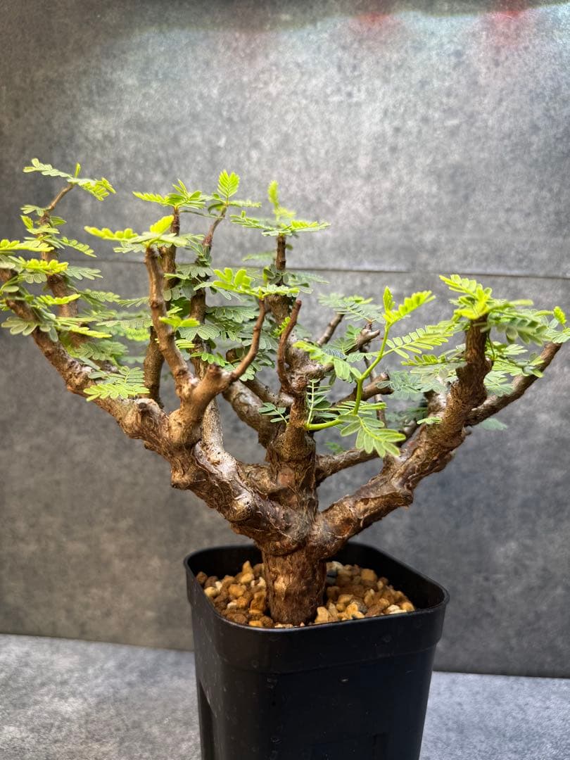 センナ　メリディオナリス　海外実生　発根済み　356