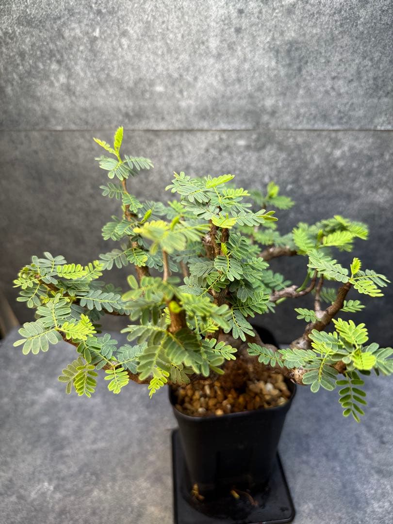 センナ　メリディオナリス　海外実生　発根済み　356