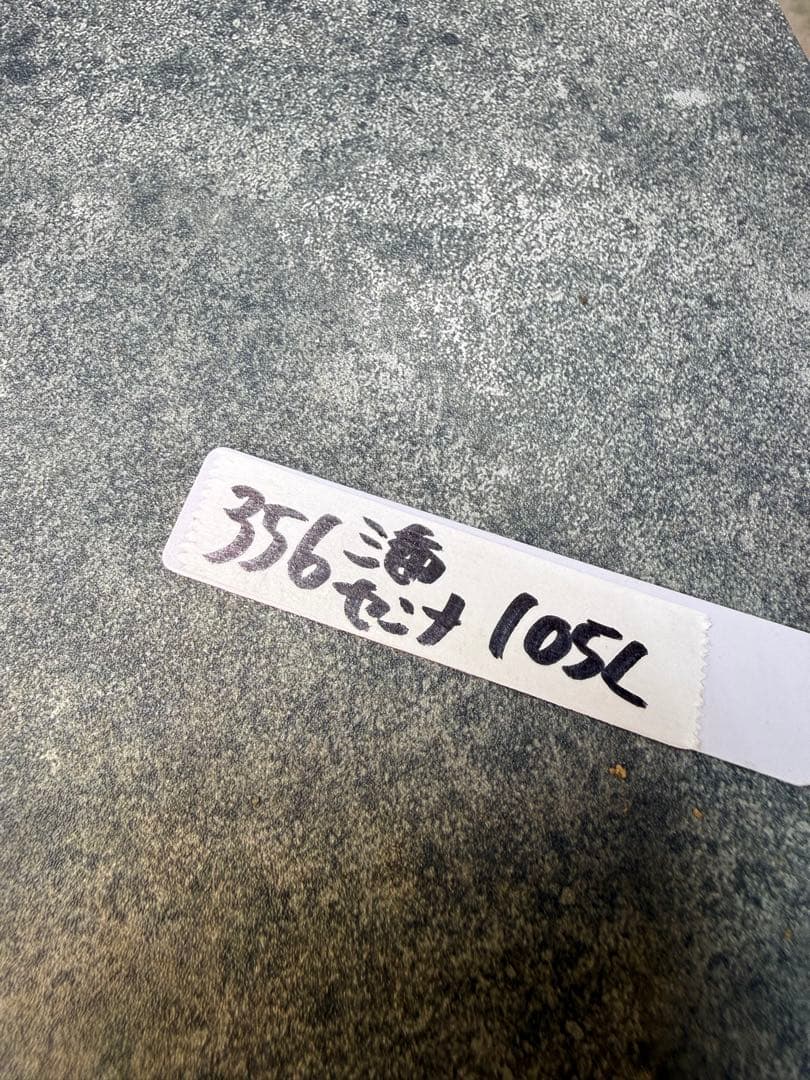 センナ　メリディオナリス　海外実生　発根済み　356