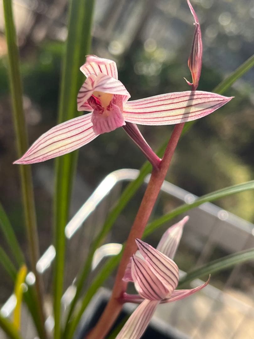 中国四川蘭　水晶紅素　7本立　花芽1