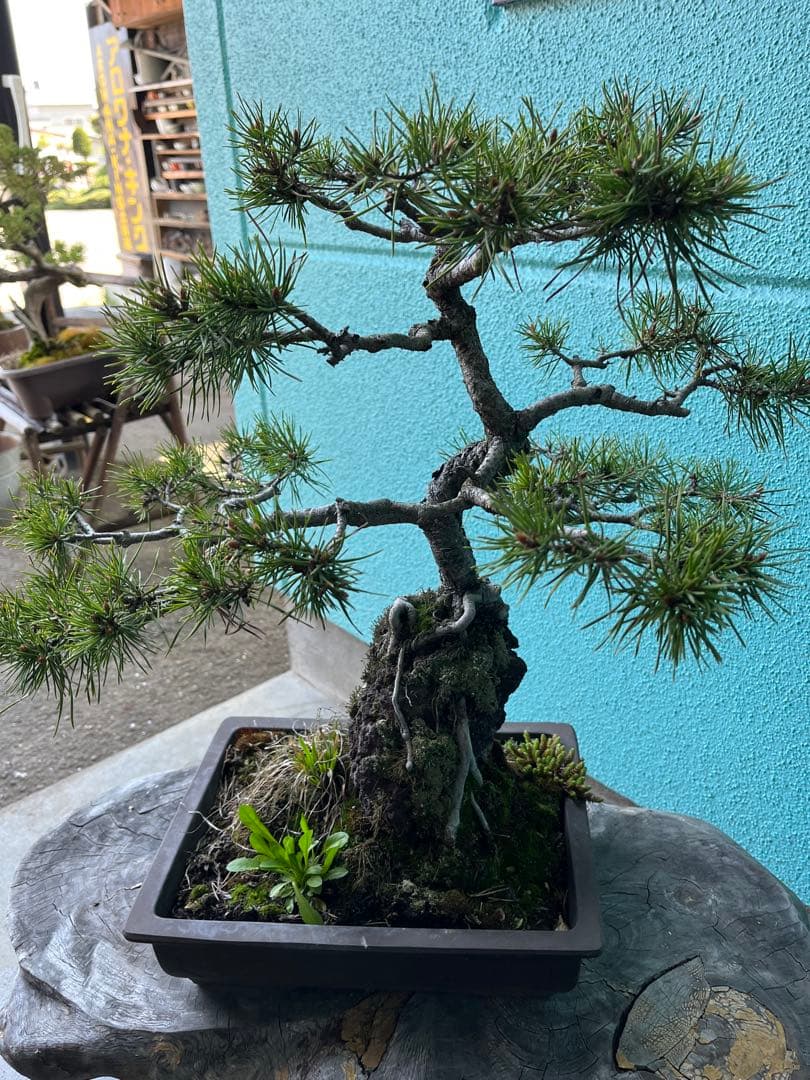 赤松盆栽、根上がり盆栽、石付き赤松盆栽 盆栽 松盆栽、松盆栽、盆栽、園芸