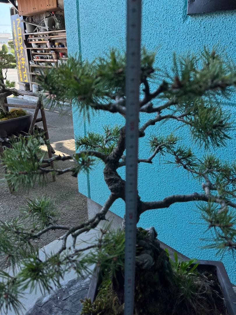 赤松盆栽、根上がり盆栽、石付き赤松盆栽 盆栽 松盆栽、松盆栽、盆栽、園芸