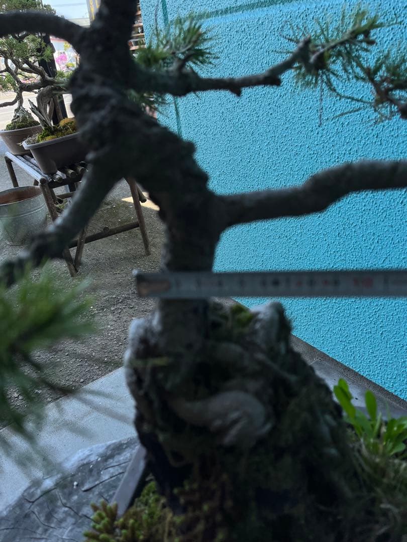 赤松盆栽、根上がり盆栽、石付き赤松盆栽 盆栽 松盆栽、松盆栽、盆栽、園芸