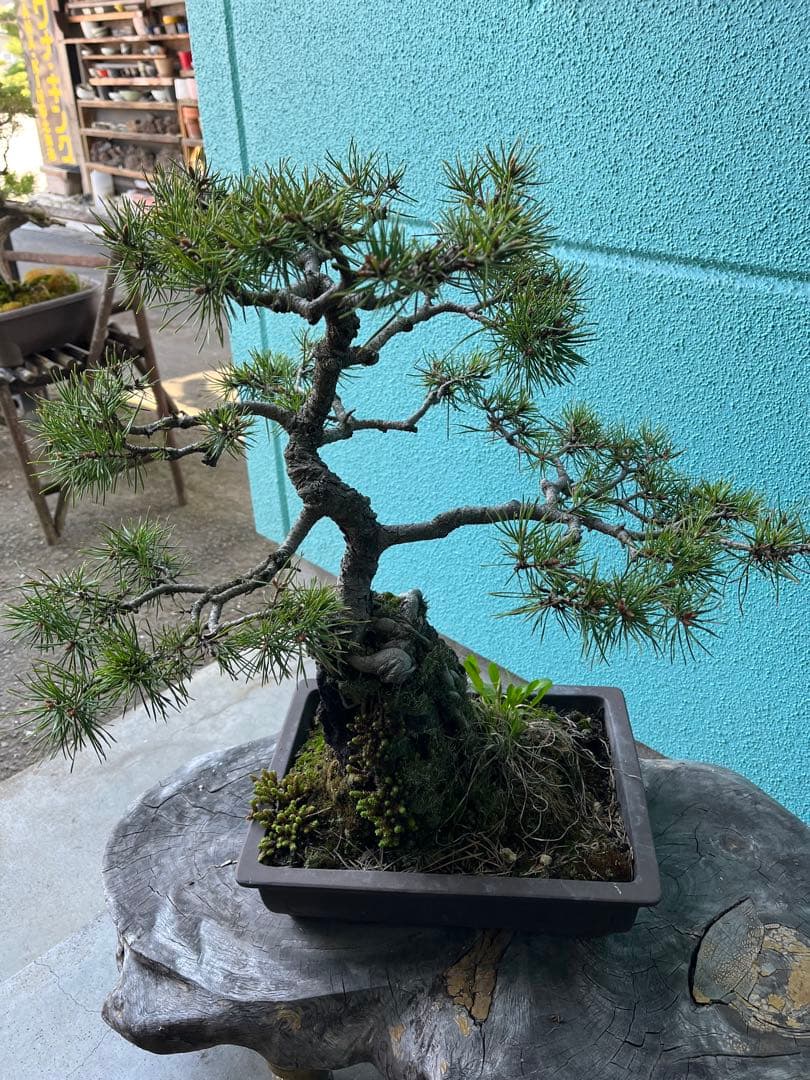 赤松盆栽、根上がり盆栽、石付き赤松盆栽 盆栽 松盆栽、松盆栽、盆栽、園芸