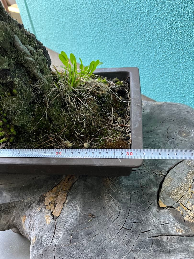 赤松盆栽、根上がり盆栽、石付き赤松盆栽 盆栽 松盆栽、松盆栽、盆栽、園芸