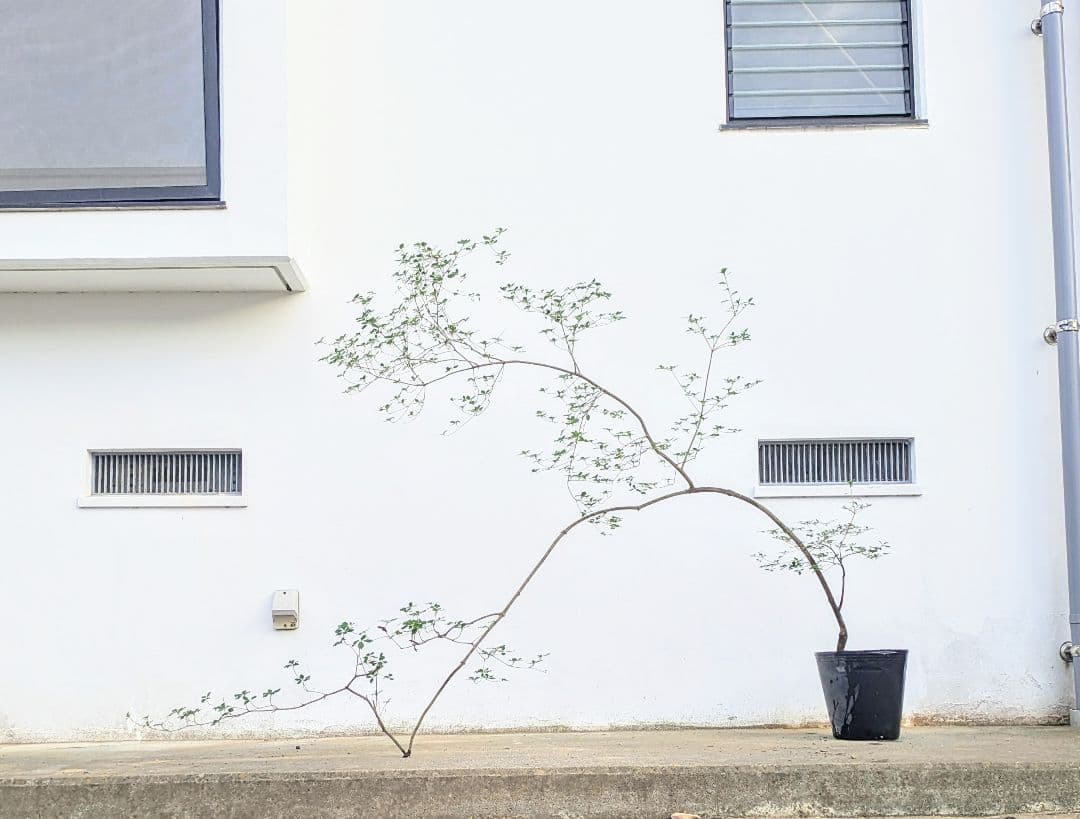 秋の大特価！ 神秘的美しさ。。山採りドウダンツツジ。