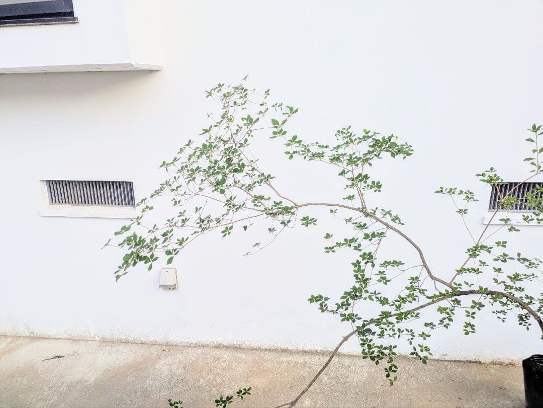 秋の大特価！ 神秘的美しさ。。山採りドウダンツツジ。