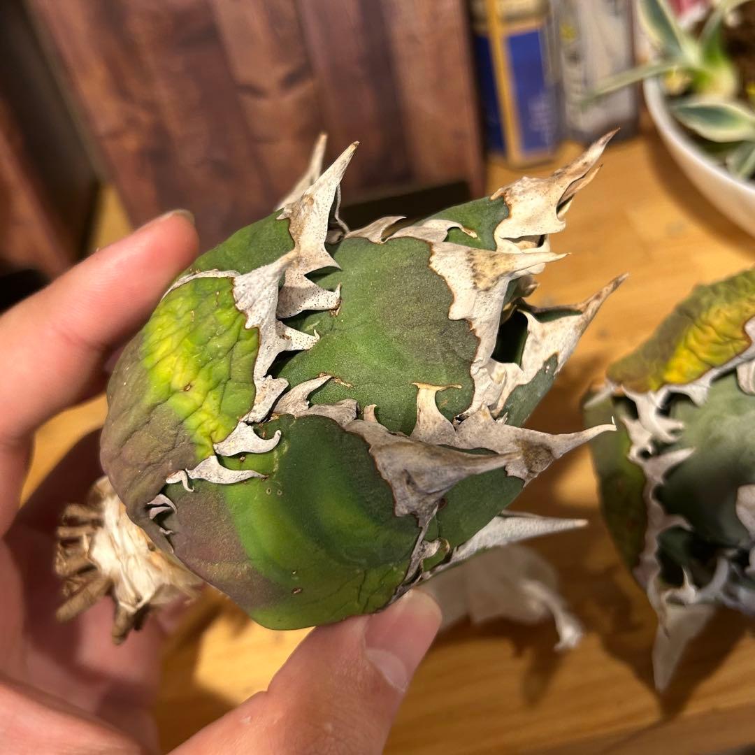 レッドキャットウィーズル（ゴリ猫）×FO-076（白蟻）極上美株　まとめ売り特価