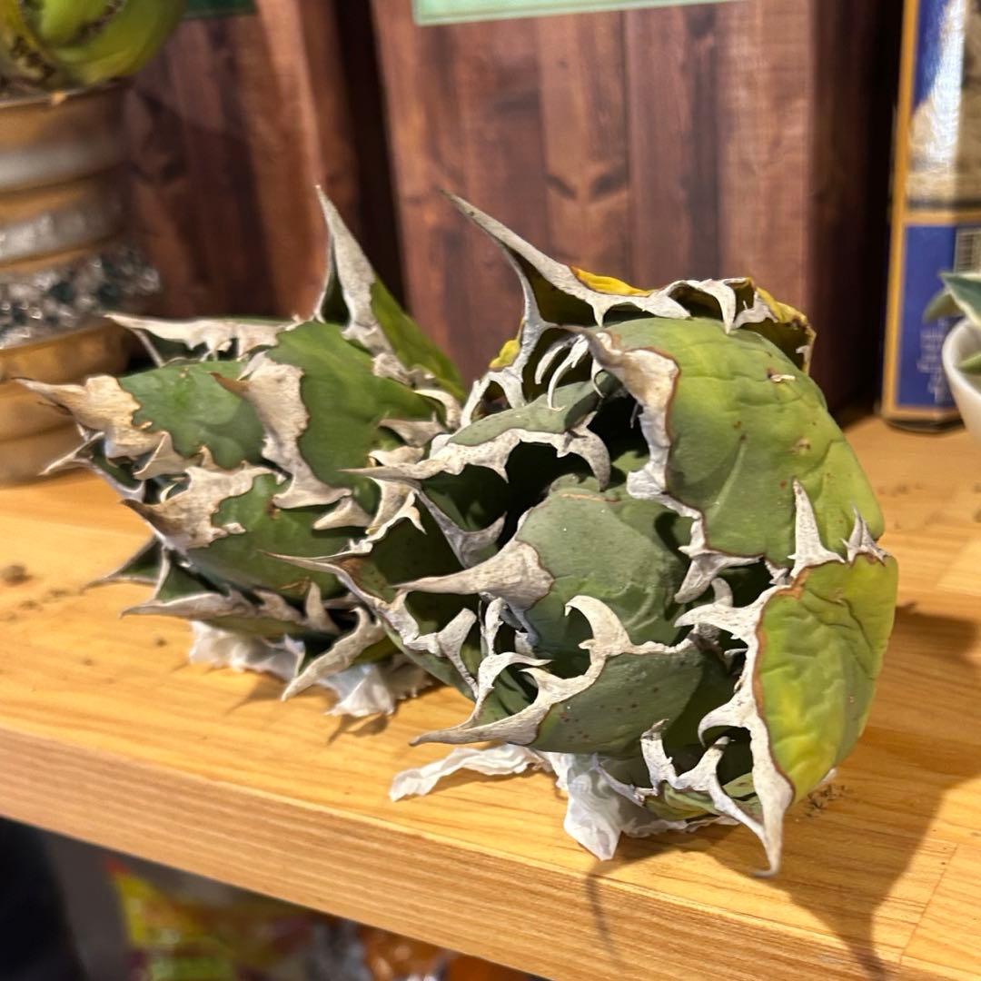 レッドキャットウィーズル（ゴリ猫）×FO-076（白蟻）極上美株　まとめ売り特価