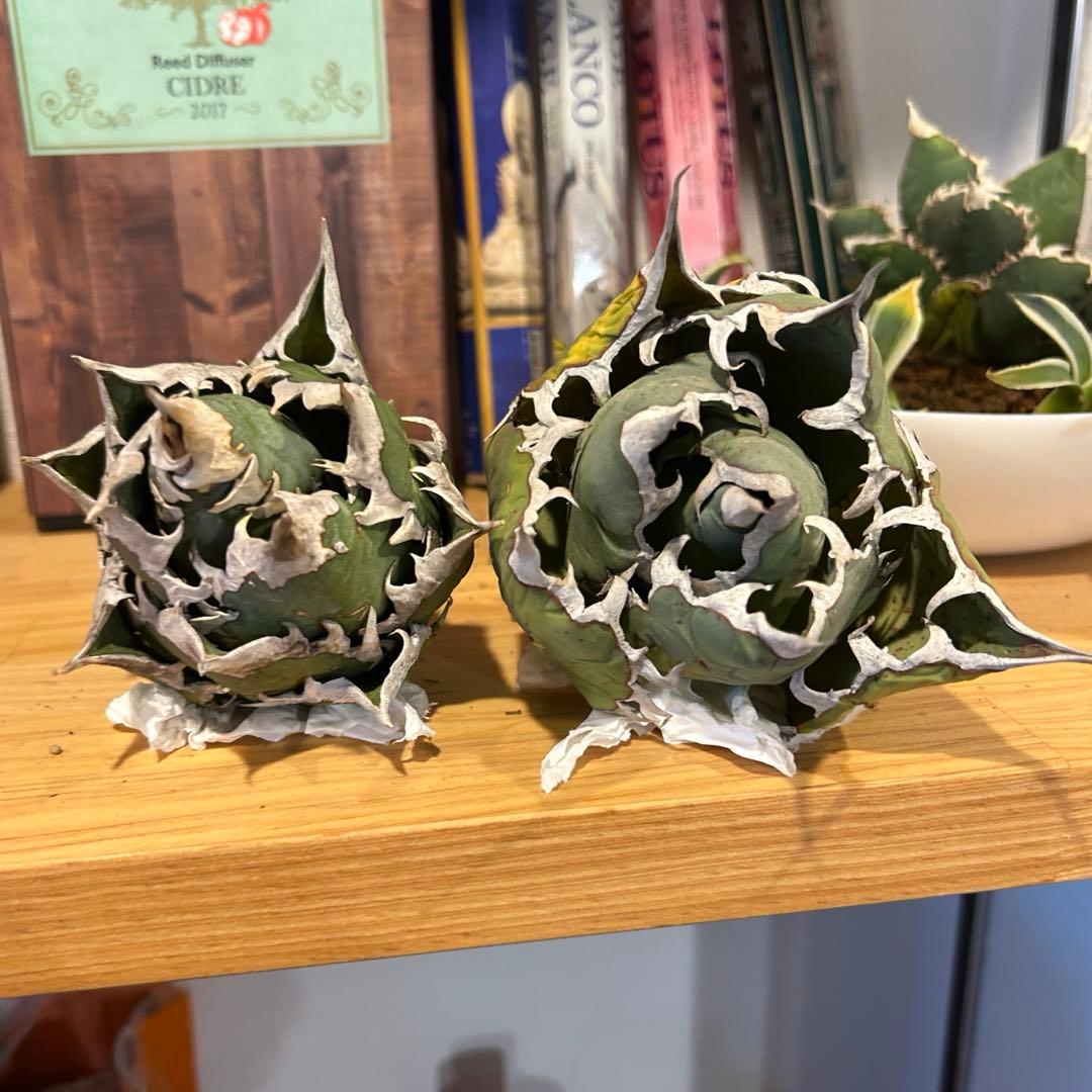 レッドキャットウィーズル（ゴリ猫）×FO-076（白蟻）極上美株　まとめ売り特価