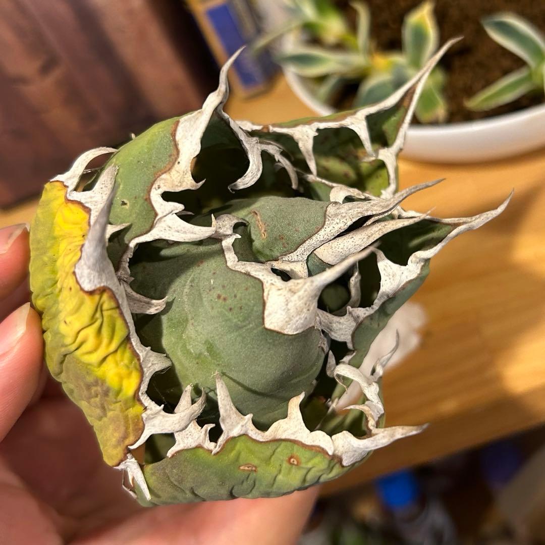 レッドキャットウィーズル（ゴリ猫）×FO-076（白蟻）極上美株　まとめ売り特価