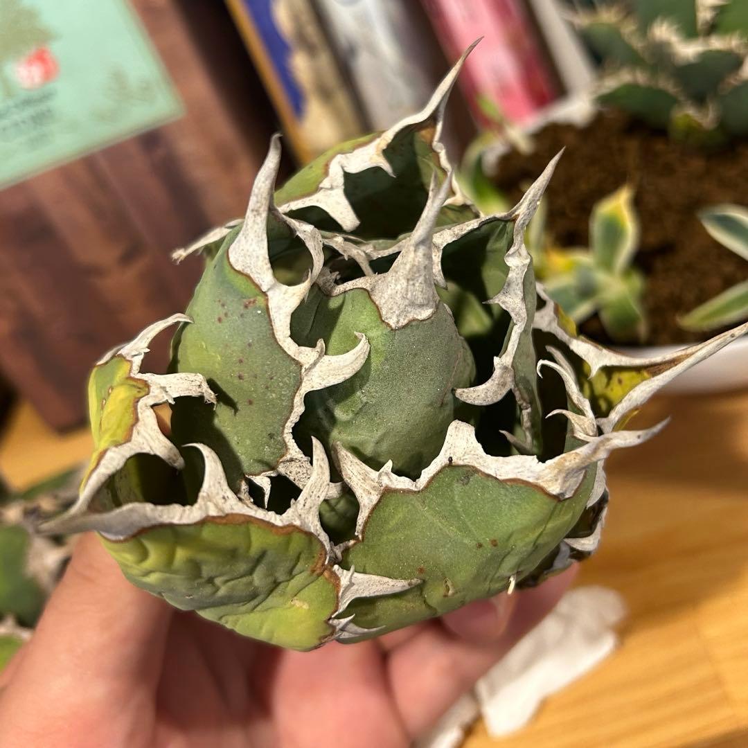 レッドキャットウィーズル（ゴリ猫）×FO-076（白蟻）極上美株　まとめ売り特価