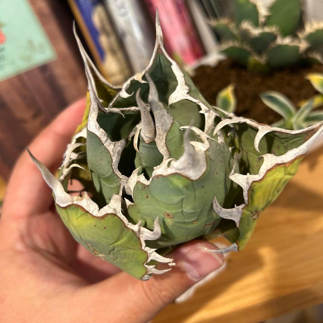 レッドキャットウィーズル（ゴリ猫）×FO-076（白蟻）極上美株　まとめ売り特価