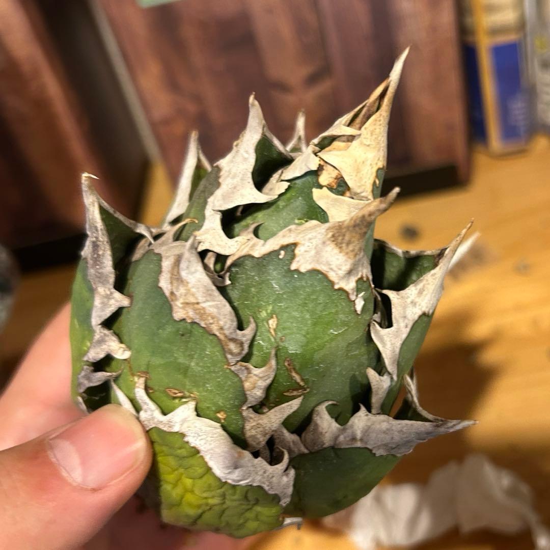 レッドキャットウィーズル（ゴリ猫）×FO-076（白蟻）極上美株　まとめ売り特価